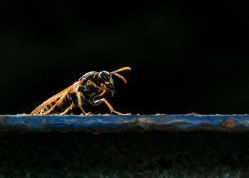 Close-up of insect