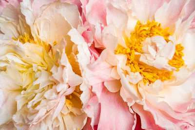 Full frame shot of pink flowers