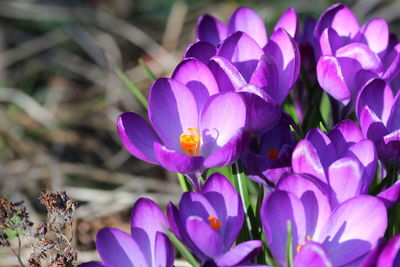 Close-up of purple crocus flowers