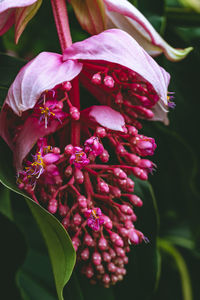 Close-up of pink flowering plant