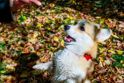 Dog welch corgi pembroke delight. autumn photography 