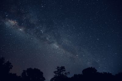 Low angle view of silhouette trees against milky way at night