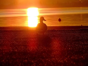 Silhouette bird on beach during sunset