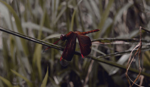 Close-up of dragonfly on plant