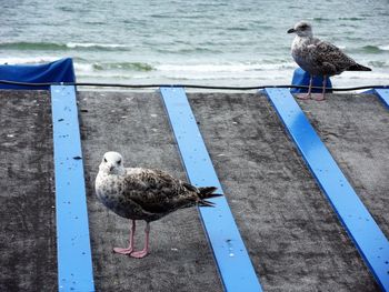 Seagull perching on the beach