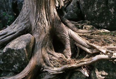 Close-up of tree trunk in forest