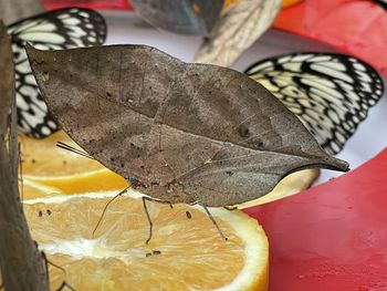 Close-up of butterfly on dry leaves