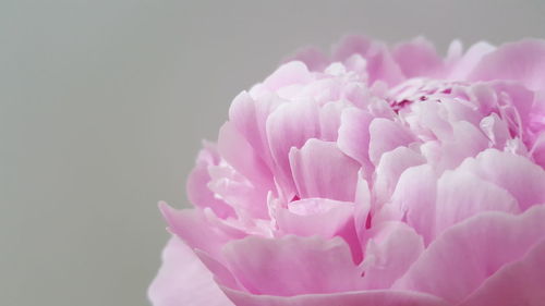 Close-up of pink flower against white background