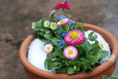 Close-up of flowers blooming outdoors