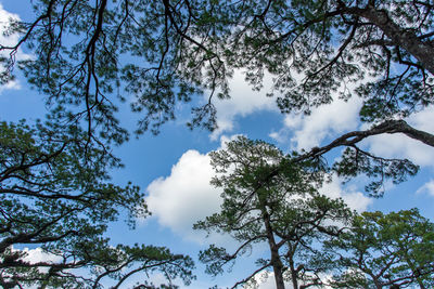 Low angle view of trees against sky on sunny day