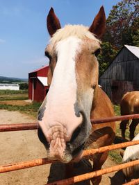 Close-up of horse in stable