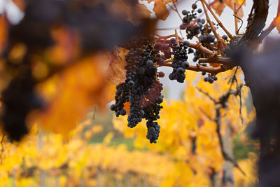 Close-up of fruits hanging on tree