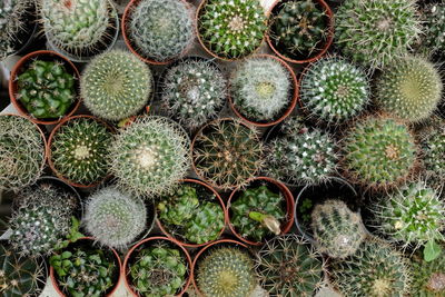 Close-up of cactus growing on potted plant