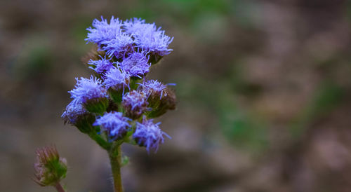 Close-up of purple flowers blooming in park