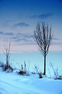 Bare trees on snow covered landscape