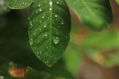 Close-up of raindrops on leaves