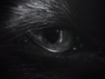 Close-up of human eye against black background