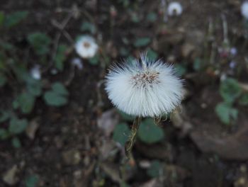 Close-up of dandelion