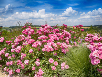 Pink flowering plants on field