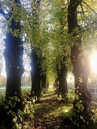 Trees in forest