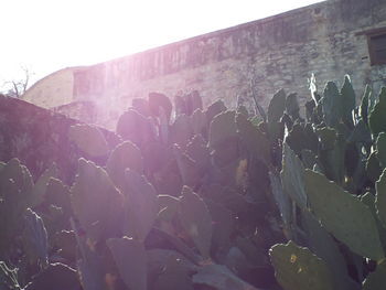 Plants growing in the dark