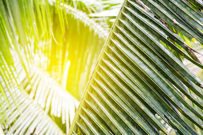 Close-up of palm leaves