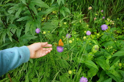 Hand holding purple flowering plants