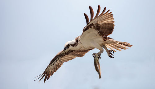 Osprey bird of prey pandion haliaetus flying across a blue sky with a fish over clam pass in naples