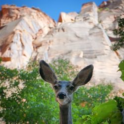 Portrait of an animal on rock