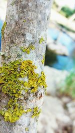 Close-up of moss growing on tree trunk