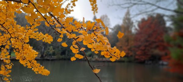 Close-up of yellow maple leaves against lake