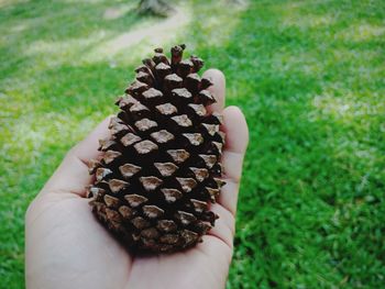 Cropped hand holding pine cone over grass land