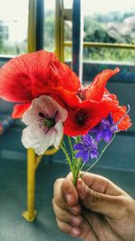 Close-up of hand holding red flower