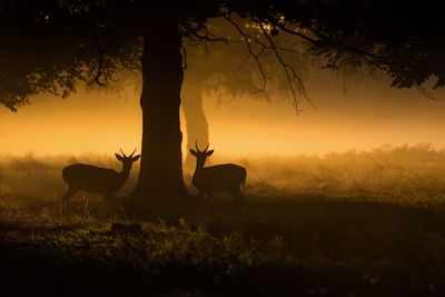 Silhouette of trees on field at sunset