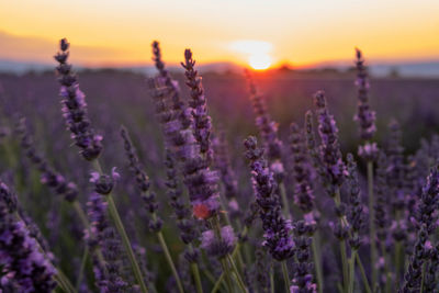 Close-up of purple flowering plants on field during sunset