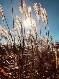 Low angle view of grass on field against sky