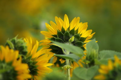 Close-up of yellow flowering plant on field