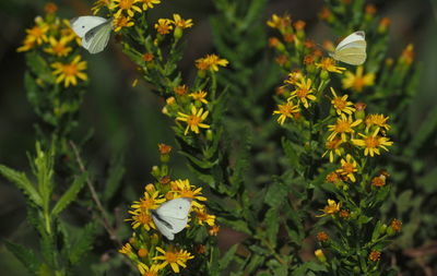 Close-up of yellow flowering plant on field