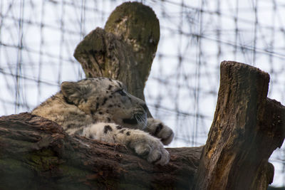 Cat resting on a tree