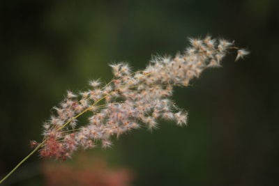 Close-up of white dandelion flowers