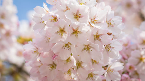 Low angle view of cherry blossoms