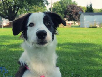 Close-up portrait of dog on grass