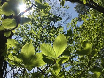 Low angle view of leaves against sky on sunny day