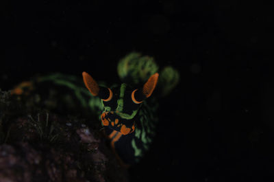 Close-up of flowering plant against black background