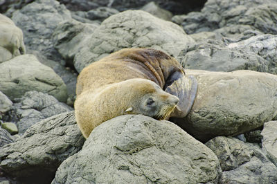 Seal on rock formation
