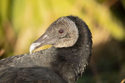 Close-up of a bird looking away