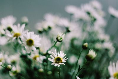 Close-up of white flowers blooming outdoors