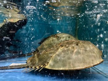 Close-up of turtle swimming in aquarium