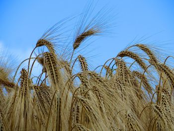 Low angle view of wheat against clear blue sky