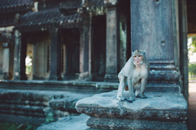 Monkey sitting on a building